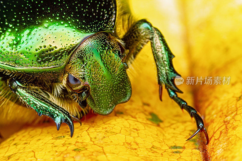 绿色玫瑰金龟子甲虫(Cetonia aurata)在黄色枫叶近景宏。